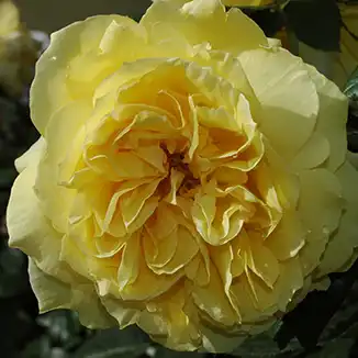Rosa Souvenir de Marcel Proust™ - galben - trandafir teahibrid